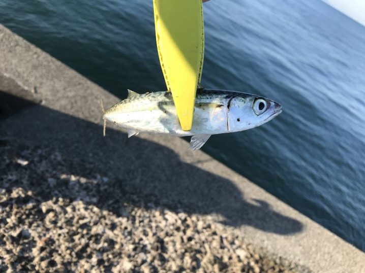 釣行 スプーンを海で使う 小鯖が釣れる 楽しい つりとくるま